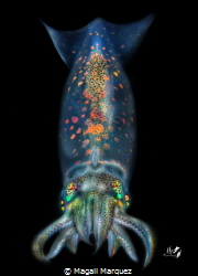 Arrow squid 
Bonfire diving by Magali Marquez 